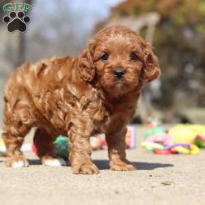 Glen, Cavapoo Puppy